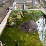 池に大量発生した“藻”を食べてもらうため→エビ100匹を投入したら……　13日後にまさかの光景、理由を調べてみると？