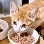 保護時、生後推定3カ月だったミミちゃん（画像提供：neko好きさん）