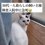 30代暮らしの飼い主さん検査入院中に急死…残された猫たちは？（patapataokanさん提供、Instagramよりキャプチャ撮影）