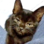 保護時、ひどい猫風邪をひいていた望那くん（画像提供：彩月&萌花にゃんさん）