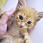 電車にひかれてしまう！ 線路脇で鳴く子猫を助けたら→盲目の先住猫に可愛がられて成長　寝る前の微笑ましいルーティンとは