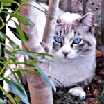 2019年5月頃、物陰に隠れるテトちゃん（画像提供：テトにゃんさん）