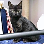 保護後、警戒心MAXだったおはぎちゃん（画像提供：黒猫おはぎ 林遊眠@劇団ショウダウンさん）