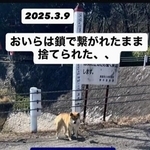 山中の池に鎖に繋がれたまま遺棄された龍くん（meguさん提供、Instagramよりキャプチャ撮影）