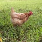 引き取られた廃鶏・万結(まゆ)さん／藤田さん（@-ChickensChannel）提供