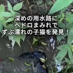 深めの用水路にヘドロまみれでずぶ濡れの子猫を発見！