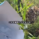 「ドライアイスで雑草対策いいぞ」という意見を参考に実験！／あきさん（@aki_freelance_home）提供