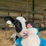 ペコとカビゴン