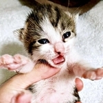 目が開いたかぢめくん。1歳になった現在の姿はーー（画像提供：かさねさん）