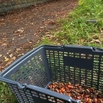 どんぐり採集の様子（宮原悠さん提供）