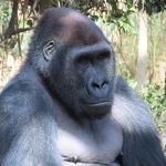 京都市動物園で愛されたゲンタロウは上野動物園に移動した