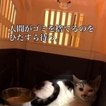 人間がゴミを捨てるのをひたすら待っていたという（えみさん提供、Instagramよりキャプチャ撮影）