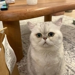 ゴハンを待つ、しんぞうちゃん（画像提供：本物の外科医（北原 大翔）さん）