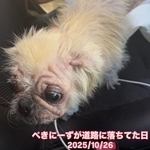 道路に落ちていたペキニーズ犬を保護（アニマルシェッド加納さん提供、Instagramよりキャプチャ撮影）