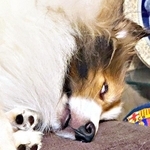 監視と睡魔ーーせめぎ合うガビちゃんの表情に注目（画像提供：ベア&ルチェ&ガビ（まゆ）さん）