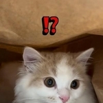 猫「おとどけものですミャ」いないと思ったら…まさかの場所に！「なぜそこ！？」と18万いいね