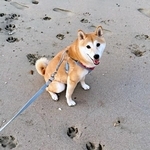 梅ちゃんのそばに無数の大きな足跡が！（画像提供：トラゴマさん）