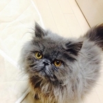 甘えん坊で人懐っこい性格だった、わたあめくん