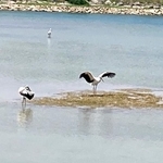 池で羽を広げるコウノトリ（画像提供：なつまきさん）