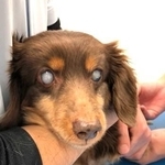 公園に捨てられていた目の見えないミニュチュアダックス犬（たいしおさん提供、Instagramよりキャプチャ撮影）