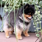 散歩中、突然、かくれんぼをはじめたたろ吉ちゃん（画像提供：たろ吉（メスのポメ）の飼い主さん）