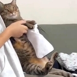 洗濯を畳んでいると、毎回膝に乗っかってくる猫さん（なみおさん提供、Xよりキャプチャ撮影）