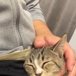 注射、頑張ったニャ～（動画よりキャプチャ、画像提供：むぎときびさん）