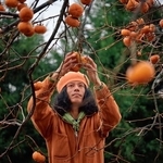 クマ被害の一因となる放置される柿を命がけで収穫・販売！売上をクマ対策にあてる活動が話題に