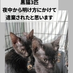 遺棄されたのは、黒猫3匹（「寝屋川さくらねこの会」さん提供、Instagramよりキャプチャ撮影）