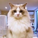  カウンターからお刺身を見下ろす猫の“圧”が強すぎる…まるで猫神様　「供物を捧げよ」「後光がさしてる」「何という表情」と反響