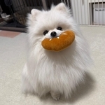 「間違えて犬のおもちゃ会社に持ってきちゃった」→「早退した方がいい」と悩む飼い主に「俺が上司なら速攻帰宅命令出す」