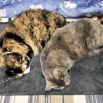 「顔の大きさが違いすぎる！」ぴったり寄り添いこちらを見る猫2匹…嘘みたいな写真が衝撃「猫界のモデル」