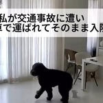 飼い主が突然の入院→心配で呼び続けた愛犬「こんな声、初めて聞いた」見守りカメラを見て「胸が締めつけられる」