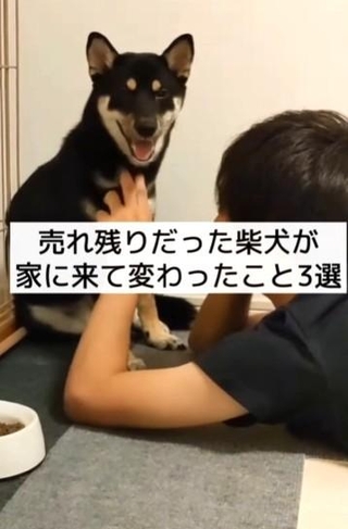売れ残りだった柴犬うにちゃんが家に来て変わったこと3選（柴スタディさん提供、Instagramよりキャプチャ撮影）