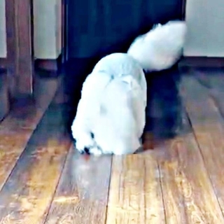 床に伏して進むせとくんーーロボット掃除機みたいと話題に（画像提供：せとくん）