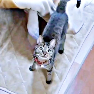 新しいおもちゃを見上げるランちゃんーーこのあと向かったのは？（画像提供：みぃさん）