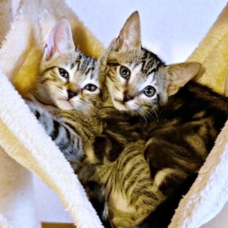 危険な資材置き場で震えていた（左から）ナラちゃん、シンバくん（画像提供：シンバとナラさん）