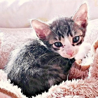 お迎え当時、生後1カ月だった小さなくうちゃん（画像提供：Ｙさん）