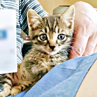 お迎え時、生後推定1カ月ほどで痩せていた正宗くん（画像提供：よしゅあさん）