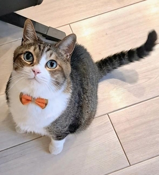 きゅるんとした瞳が愛くるしい、アイビーくん