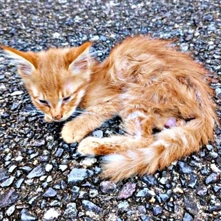 道路の真ん中でうずくまっていたぽわげちゃん（画像提供：ツナさん）