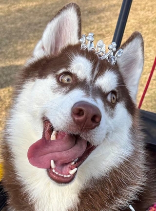 普段はとってもプリンセスなぶなちゃん