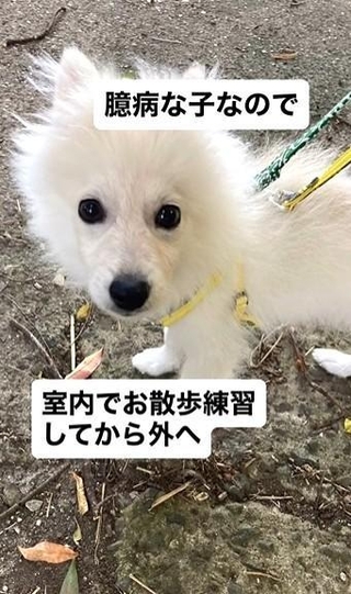迎えた当初はとても臆病だった蘭丸くん（飼い主さん提供、Instagramよりキャプチャ撮影）