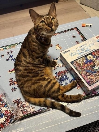 おうちではパズル中の妨害が得意