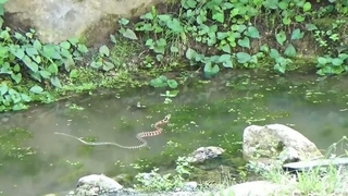 池を素早く泳ぐヤマカガシ／どんぐりいろは／小さな自然図書館さん（@donguriiroha）提供