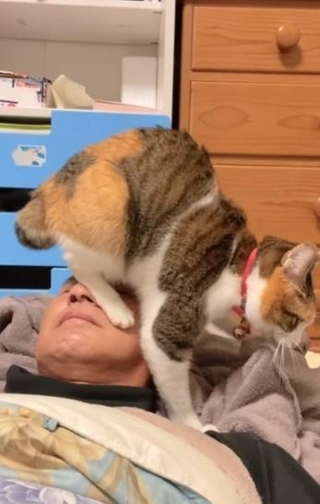 パパさんの顔に乗っかりながらフミフミする猫さん（小雪ちゃんのパパさん提供、Instagramよりキャプチャ撮影）