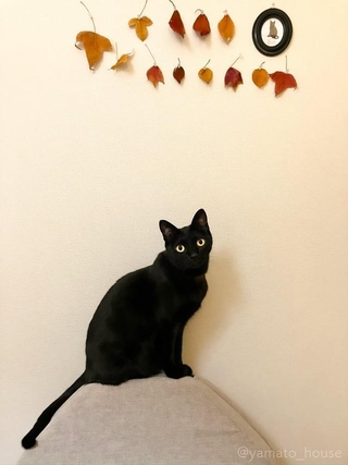 絵になります（画像提供：yamato houseさん）