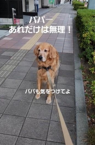 パパーあれだけは無理！何をみた？（こうたくんの飼い主さん提供、Instagramよりキャプチャ撮影）