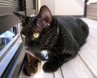 ずっと愛しい存在である、つきのくん