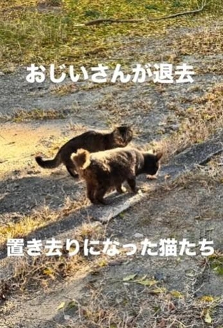 おじいさんが住まいから退去して、10匹ほどの猫が置き去りに（「ねころび」さん提供、Instagramよりキャプチャ撮影）